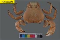 藏品(光手酋婦蟹)的圖片